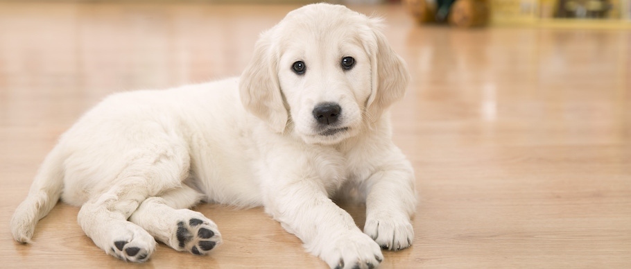 Puppy lying on floor