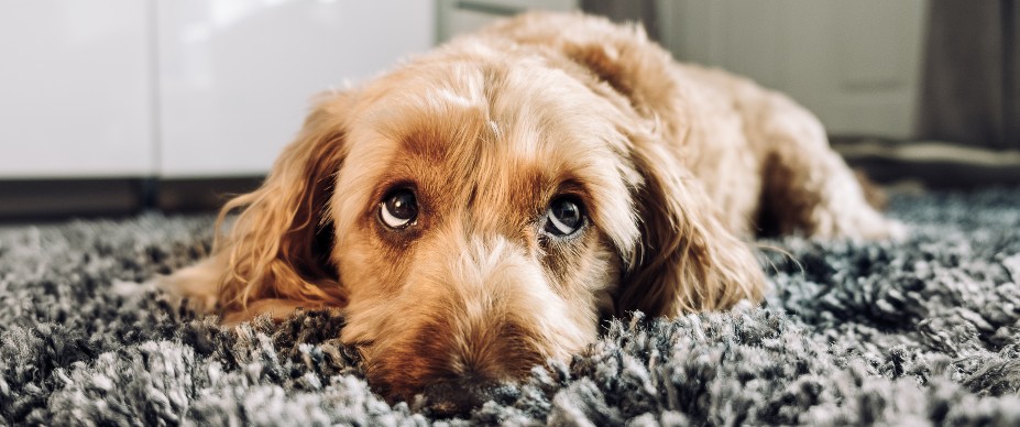 Puppy on carpet looking up 