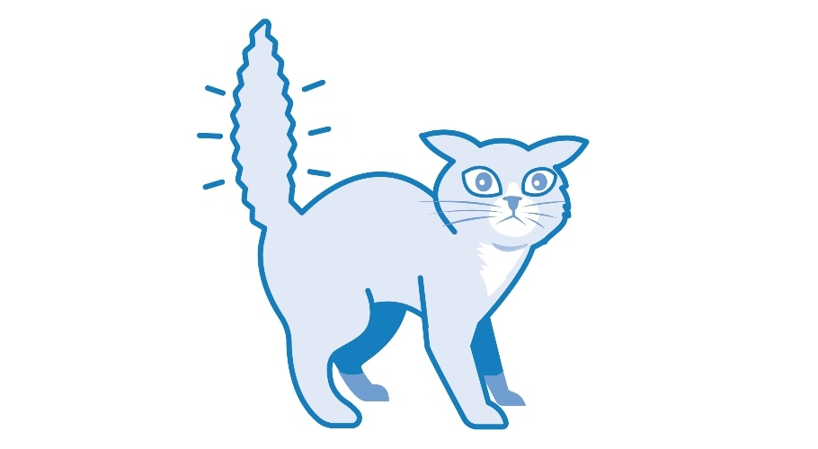 Scared cat