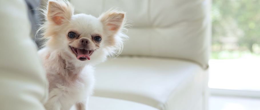 small chihuahua sitting on couch