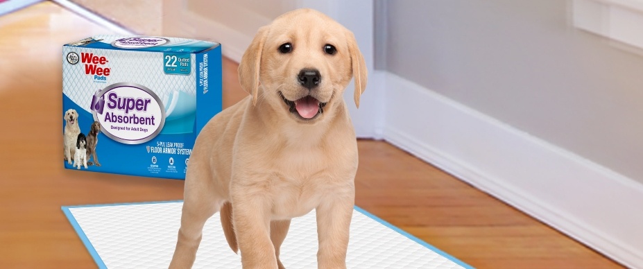 dog on Super Absorbent Wee-Wee Pad