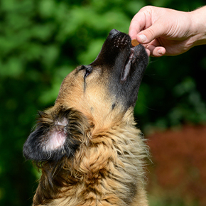 Dog being given a supplement.