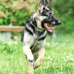 Dog running in grass.