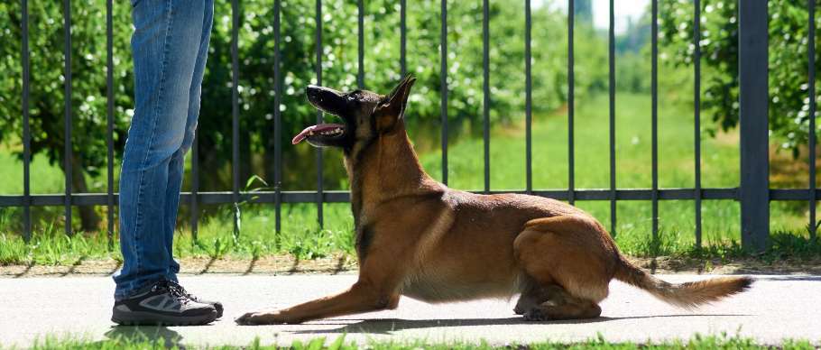  training german shepherd to lie down