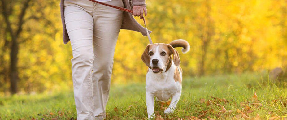 Dog and person walking