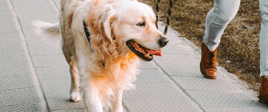 A dog being walked.