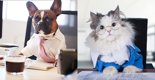 pet-personality-quiz-what-job-would-your-pet-have