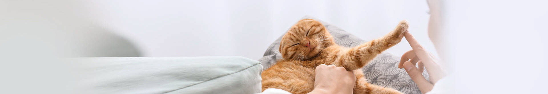 Orange cat being petted.