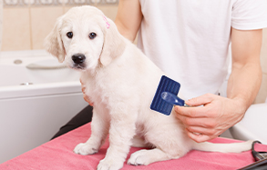 Dog being groomed with a tool.