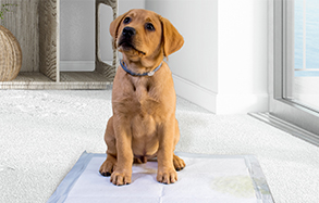 Dog sitting on a Wee-Wee Pad.
