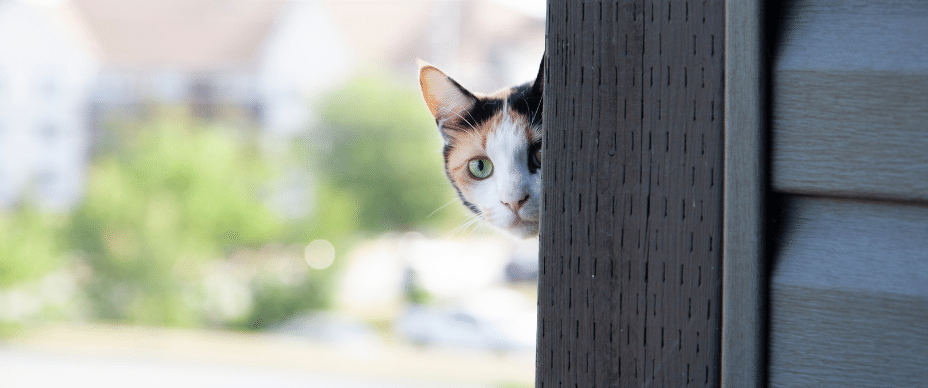 Cat peeking around a corner.
