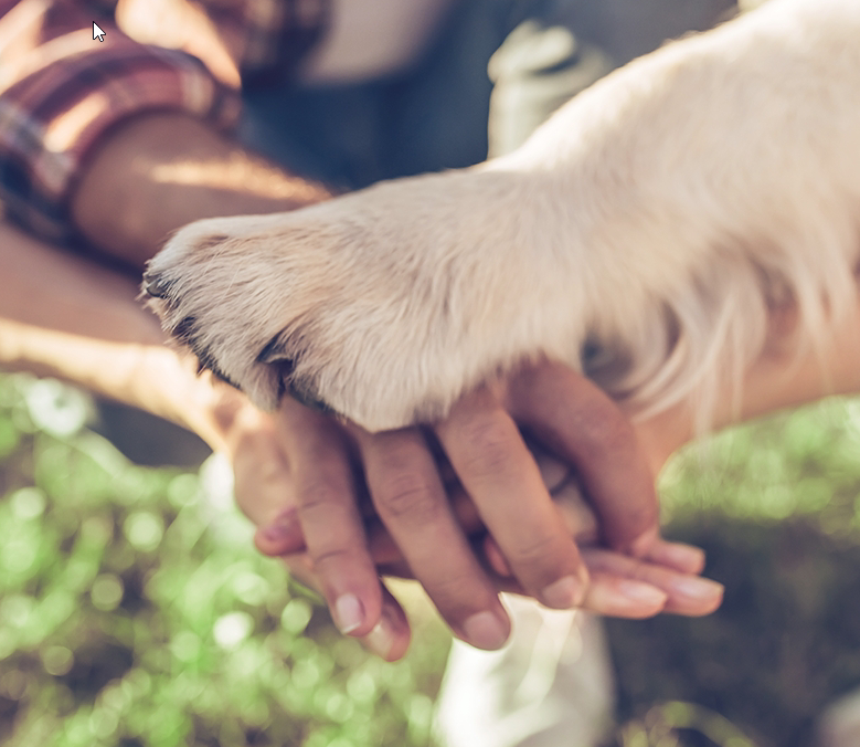 hand-paw
